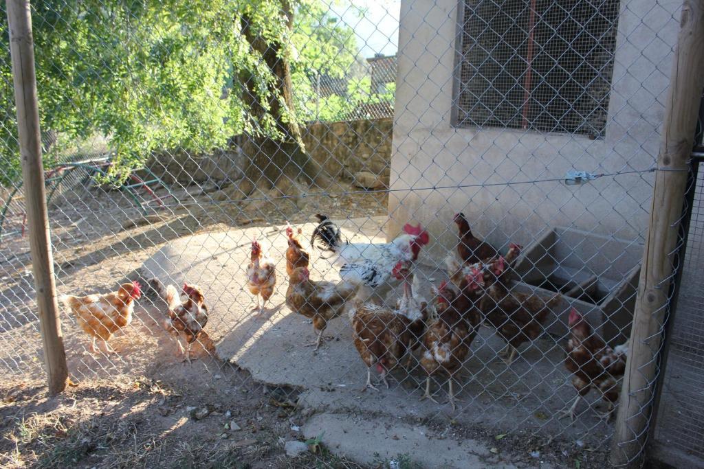 Can Carreras Albanya Εξωτερικό φωτογραφία